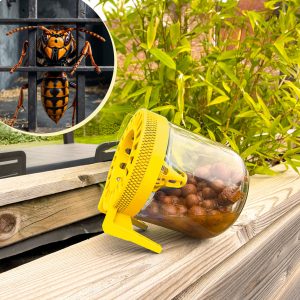 Hoornaarval voor Aziatische Hoornaars (pakket)